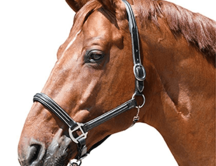 Top 10 Leather Headcollars For Horses That Make You Enjoy The Horse Riding More