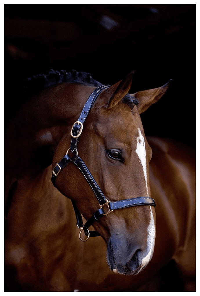 leather headcollar for horses