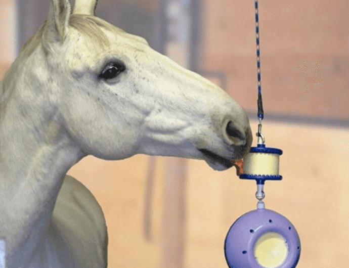 Five Awesome Products Prevents The Horse From Box Rest