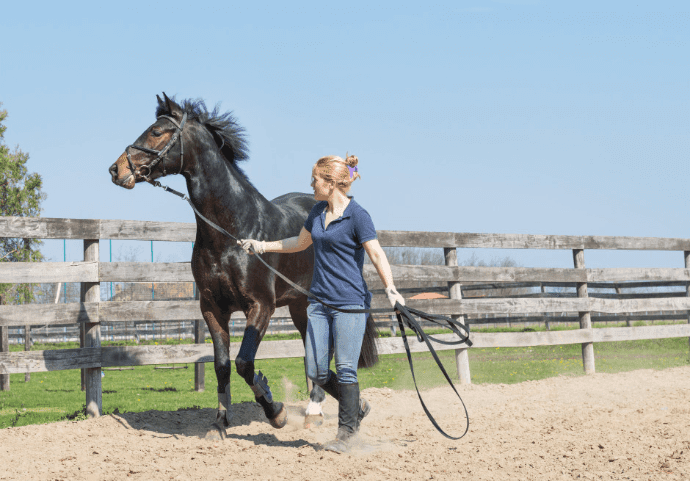 Perfect Tip: How To Buy A Horse For Beginners