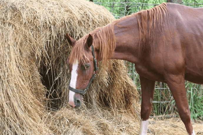 Healthy food for horses